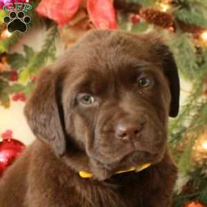 Hattie, Chocolate Labrador Retriever Puppy