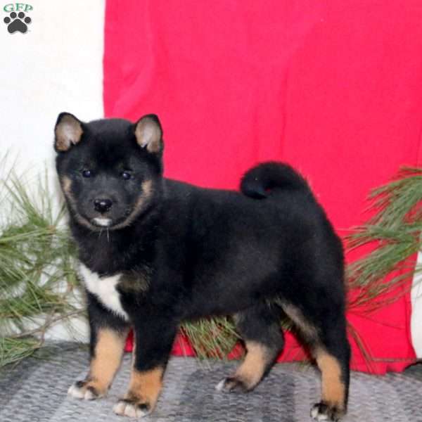 Haven, Shiba Inu Puppy