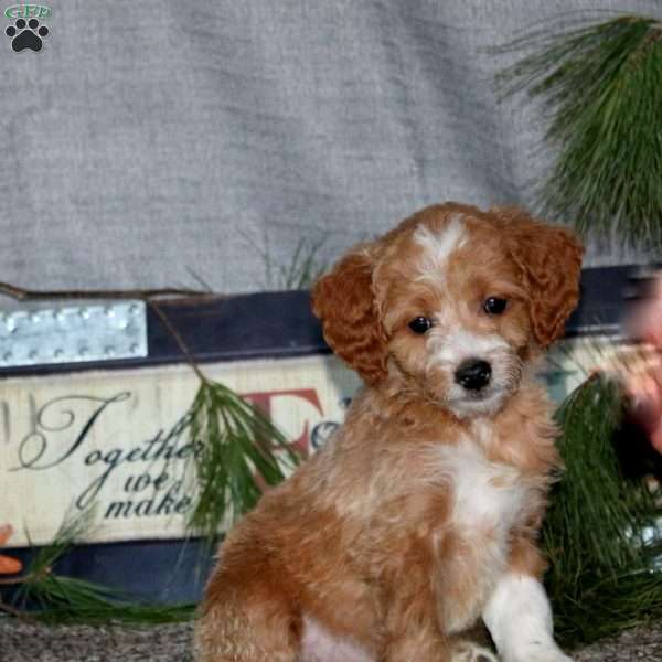 Haven, Goldendoodle Puppy