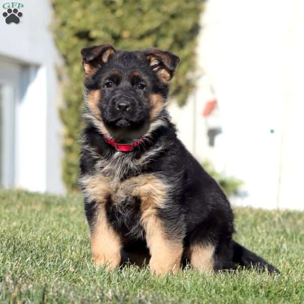 Haven, German Shepherd Puppy