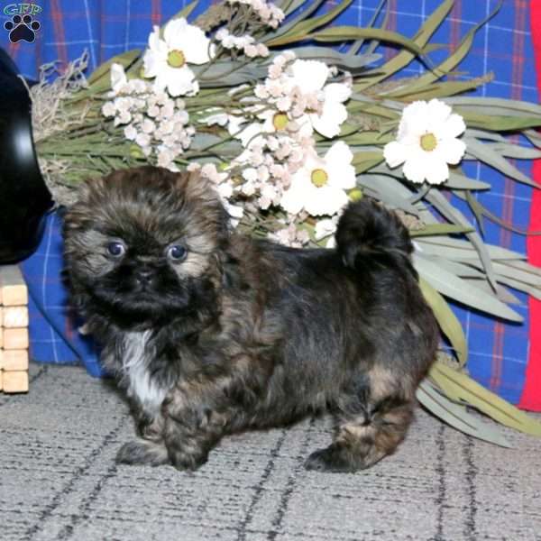 Haven, Shih Tzu Puppy