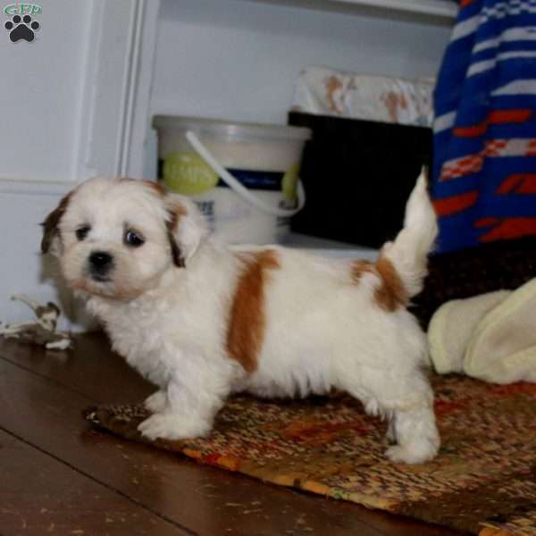 Haven, Teddy Bear Puppy