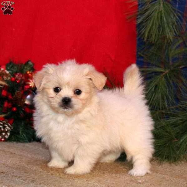 Haven, Shih-Poo Puppy