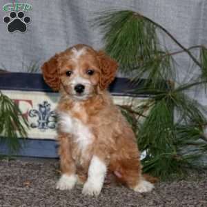 Haven, Goldendoodle Puppy