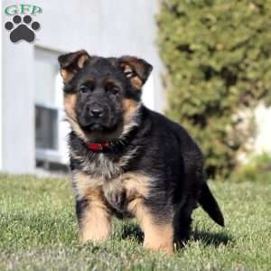 Haven, German Shepherd Puppy