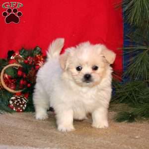 Haven, Shih-Poo Puppy