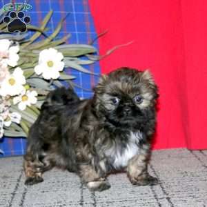 Haven, Shih Tzu Puppy