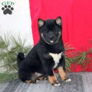 Haven, Shiba Inu Puppy