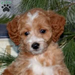 Haven, Goldendoodle Puppy