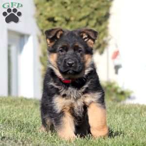 Haven, German Shepherd Puppy