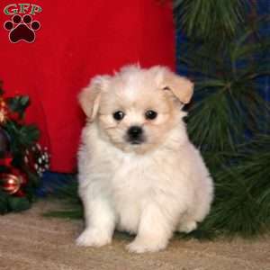 Haven, Shih-Poo Puppy