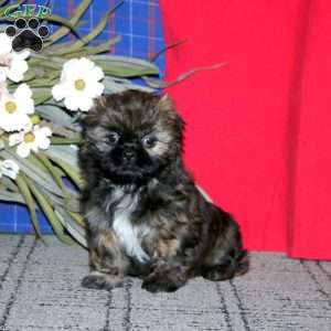Haven, Shih Tzu Puppy
