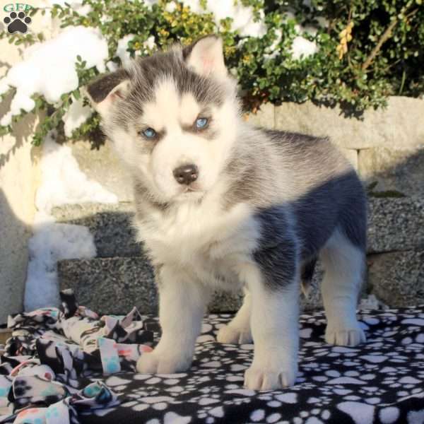 Hawk, Siberian Husky Puppy