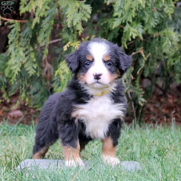 Hazel, Bernese Mountain Dog Puppy