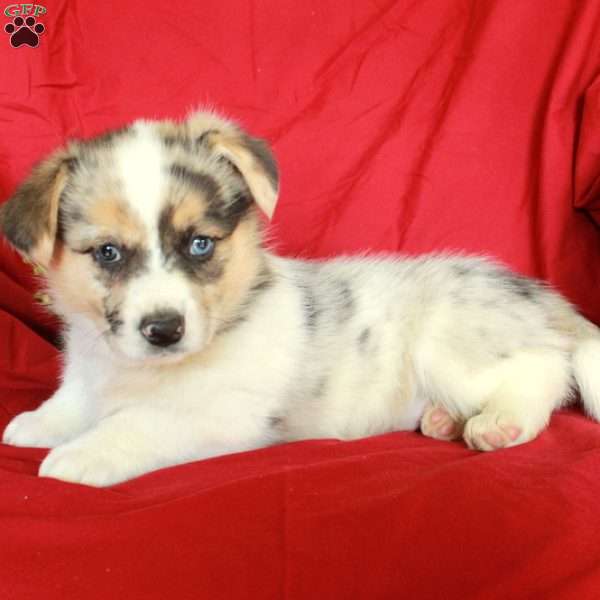 Hazel, Pembroke Welsh Corgi Puppy