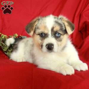 Hazel, Pembroke Welsh Corgi Puppy