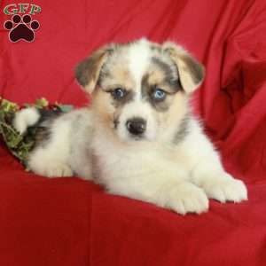 Hazel, Pembroke Welsh Corgi Puppy