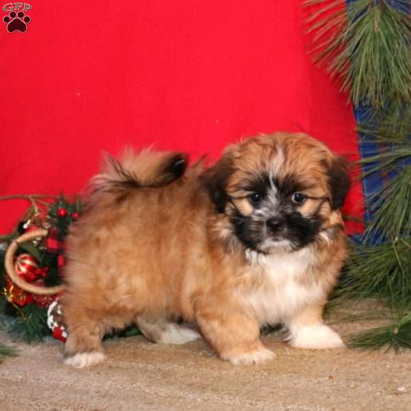 Hazel, Shih-Poo Puppy