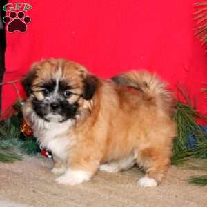 Hazel, Shih-Poo Puppy