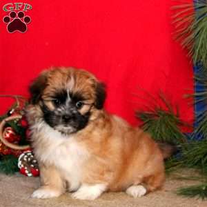 Hazel, Shih-Poo Puppy