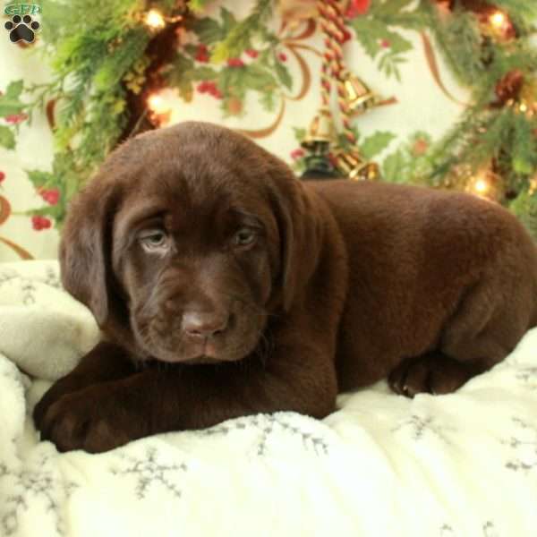 Hector, Chocolate Labrador Retriever Puppy