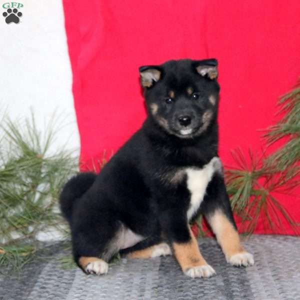 Heidi, Shiba Inu Puppy