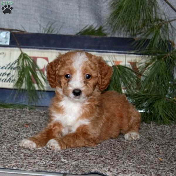 Heidi, Goldendoodle Puppy