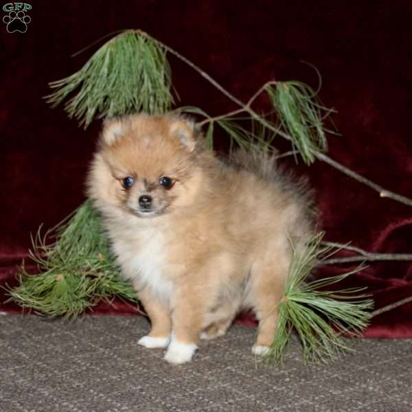Heidi, Pomeranian Puppy