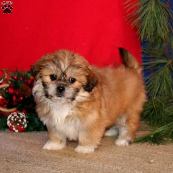 Heidi, Shih-Poo Puppy