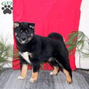 Heidi, Shiba Inu Puppy