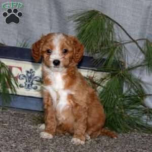 Heidi, Goldendoodle Puppy