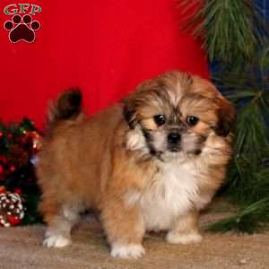 Heidi, Shih-Poo Puppy