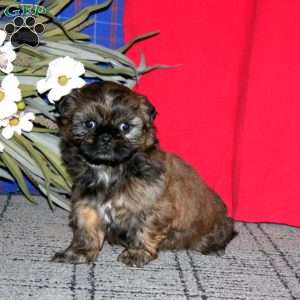 Heidi, Shih Tzu Puppy