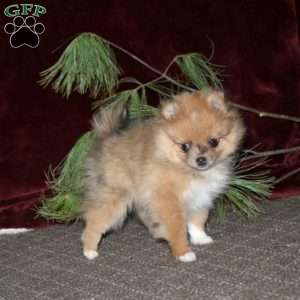 Heidi, Pomeranian Puppy