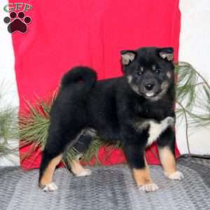 Heidi, Shiba Inu Puppy