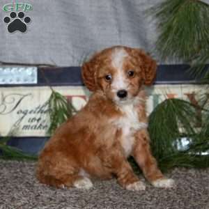 Heidi, Goldendoodle Puppy