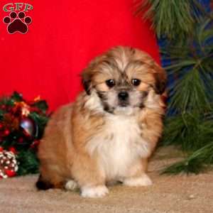 Heidi, Shih-Poo Puppy