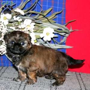 Heidi, Shih Tzu Puppy