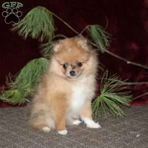 Heidi, Pomeranian Puppy