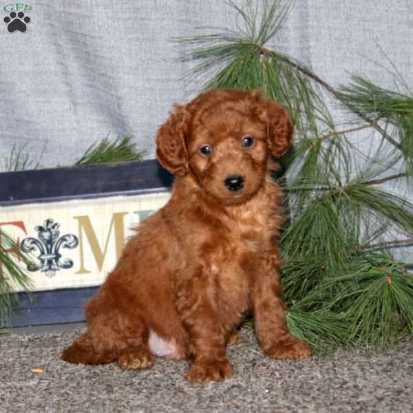 Hero, Goldendoodle Puppy