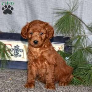 Hero, Goldendoodle Puppy