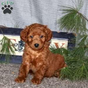 Hero, Goldendoodle Puppy