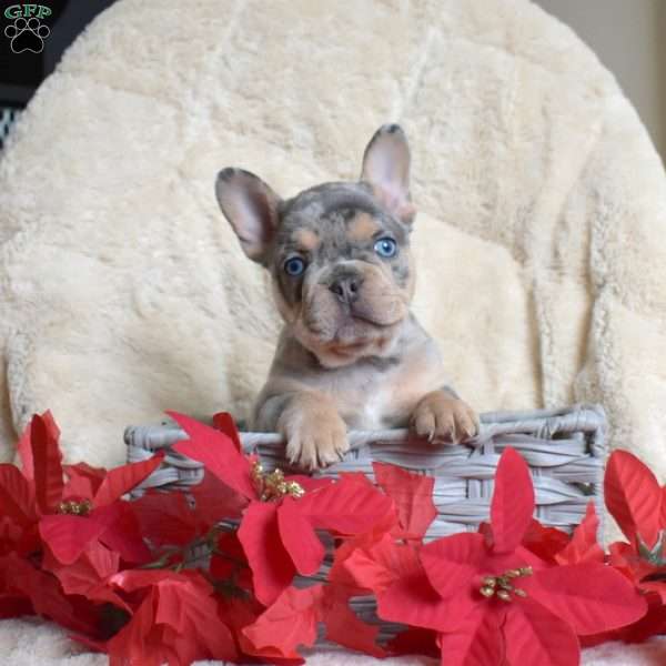 Hershey, French Bulldog Puppy
