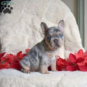 Hershey, French Bulldog Puppy