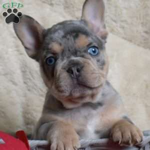 Hershey, French Bulldog Puppy