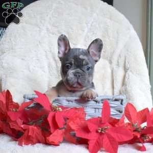 Hickory, French Bulldog Puppy