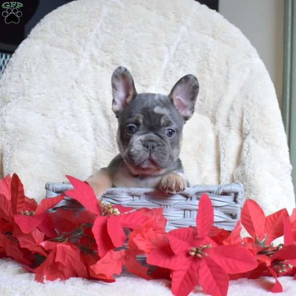 Hickory, French Bulldog Puppy