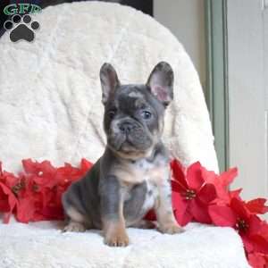 Hickory, French Bulldog Puppy