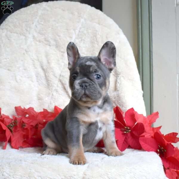 Hickory, French Bulldog Puppy