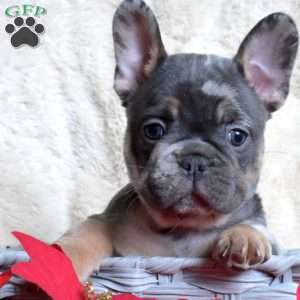 Hickory, French Bulldog Puppy